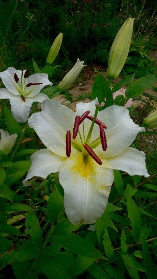 Lilium candidum