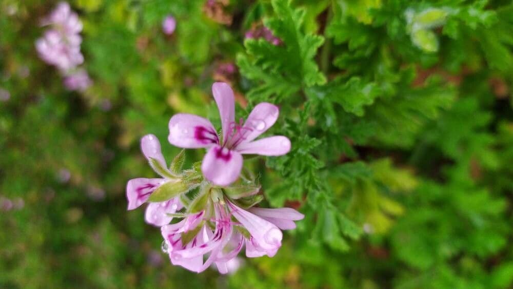 Citronella costaricensis