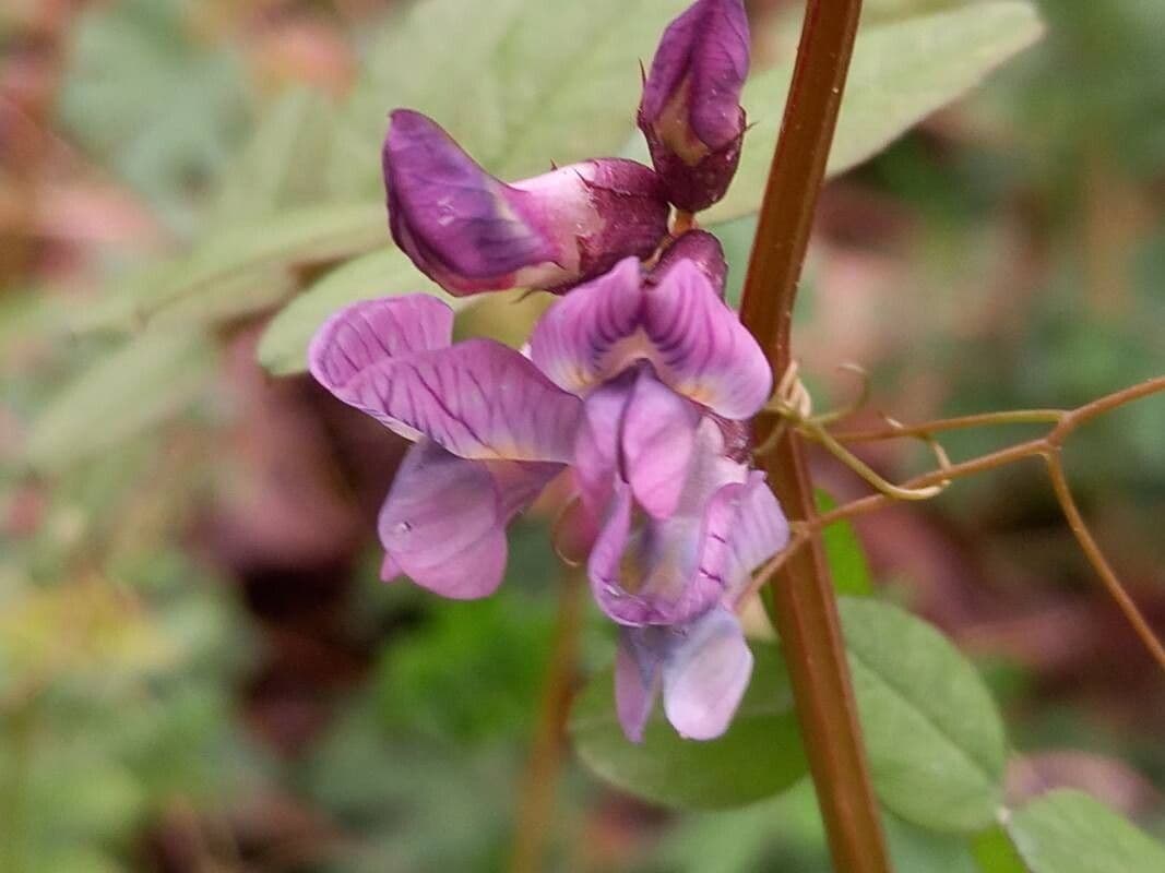 Vicia sepium