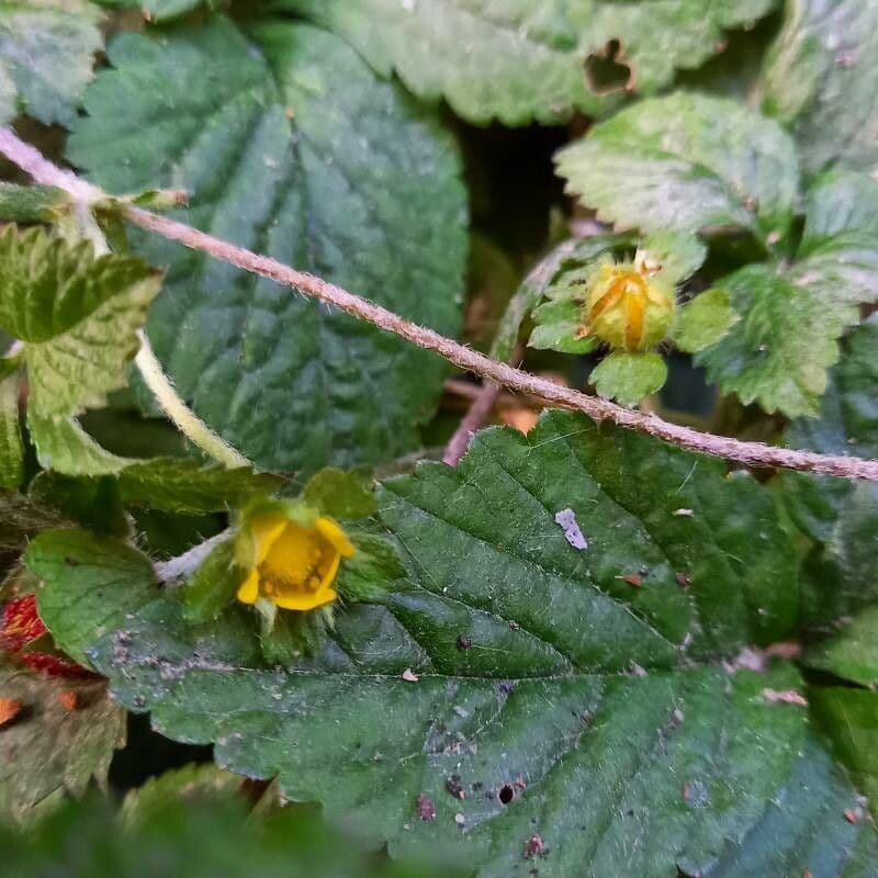 Potentilla indica