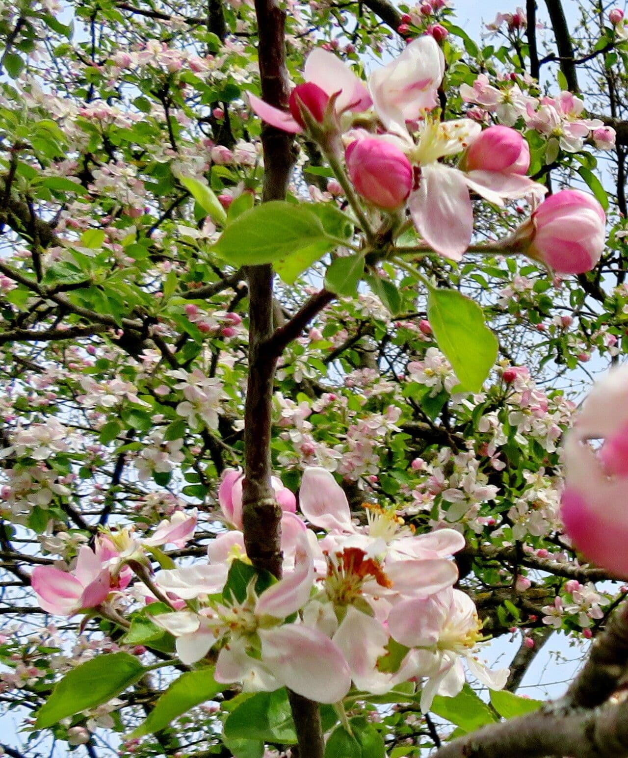 Malus domestica