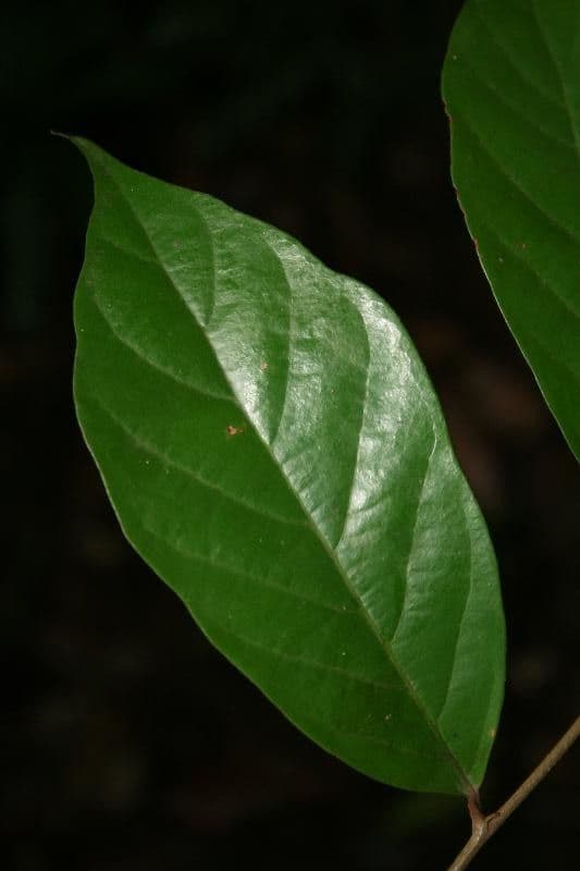 Licania membranacea
