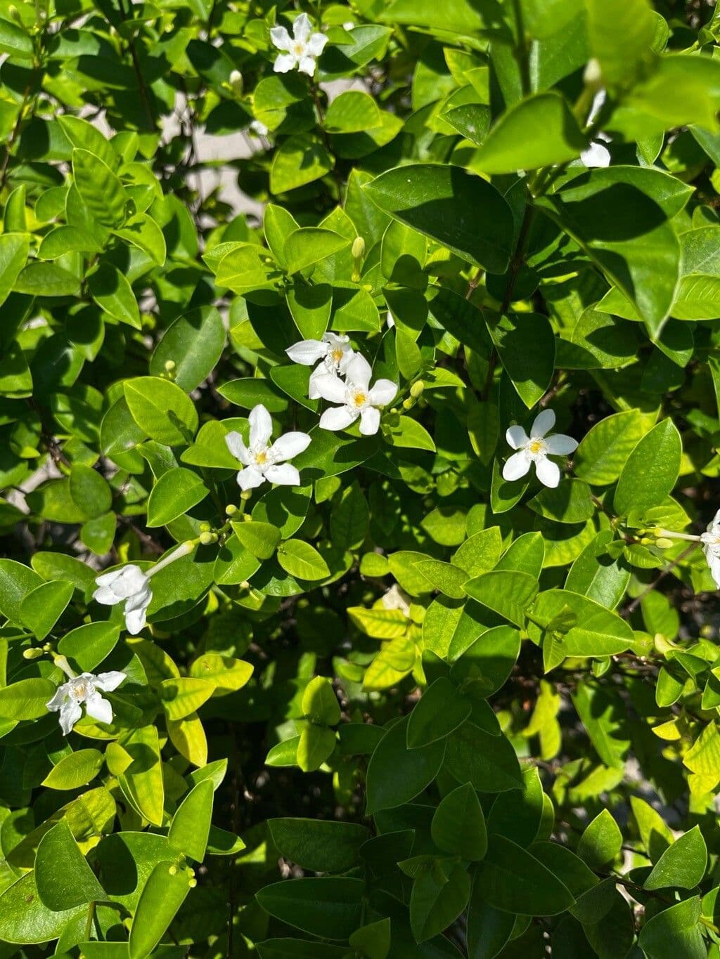 Wrightia religiosa