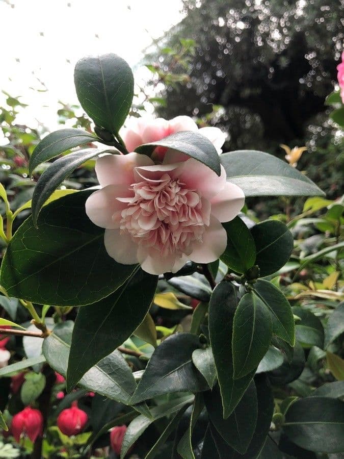 Camellia japonica