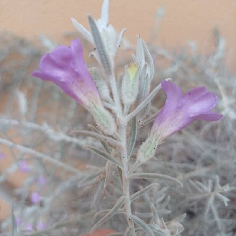 Eremophila nivea