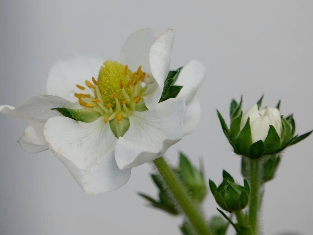 Fragaria ananassa