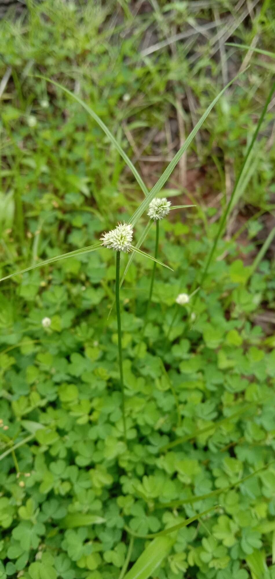 Cyperus brevifolius