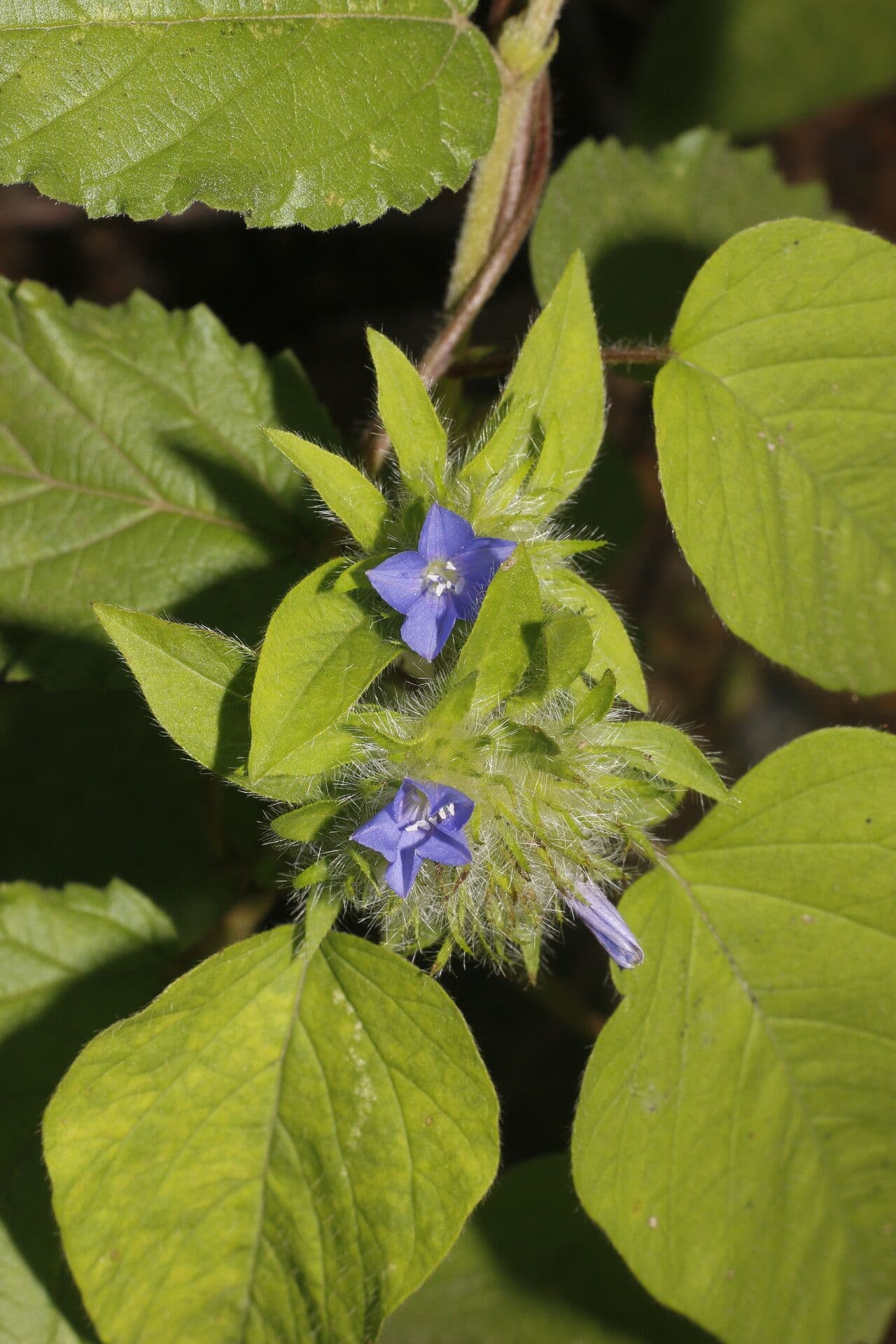 Jacquemontia tamnifolia