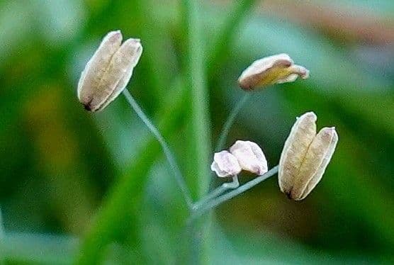 Littorella uniflora