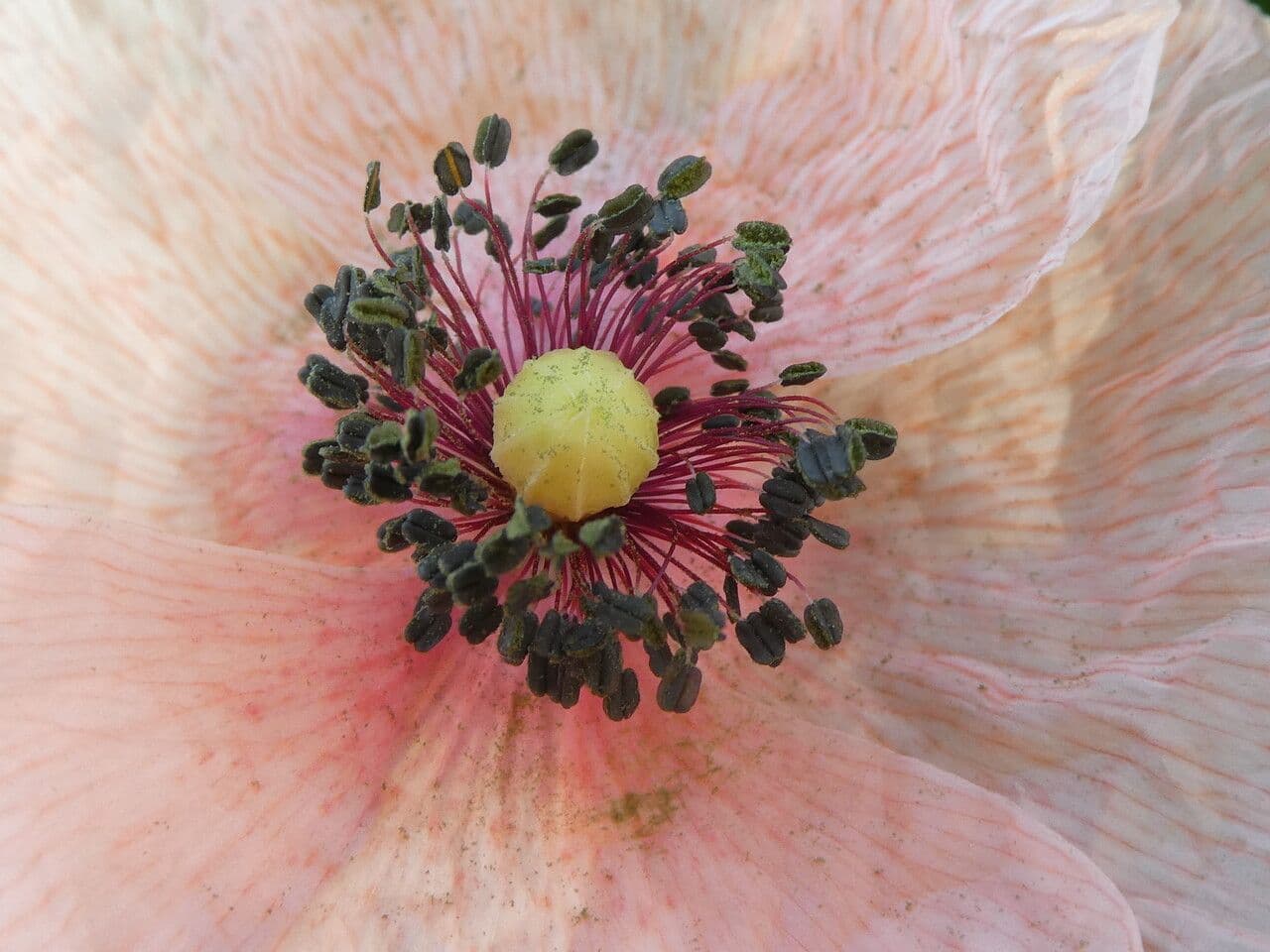 Papaver dubium