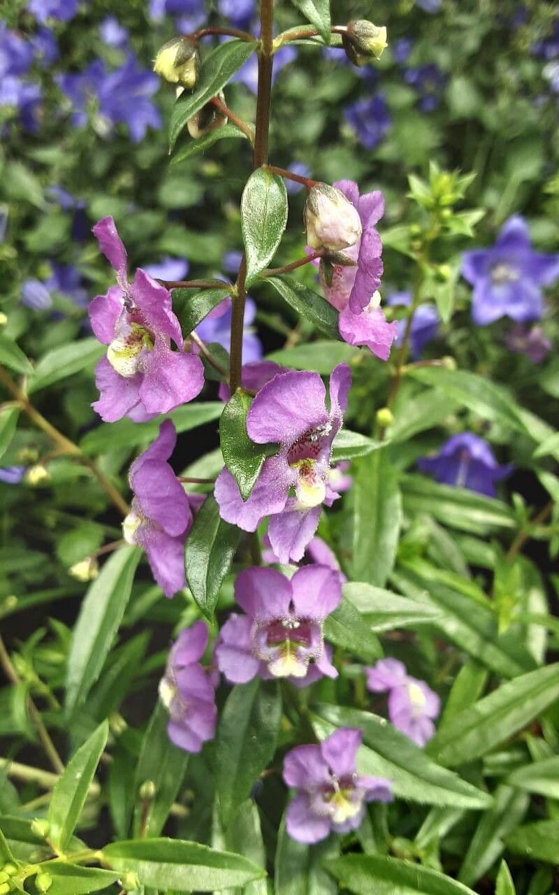 Angelonia biflora