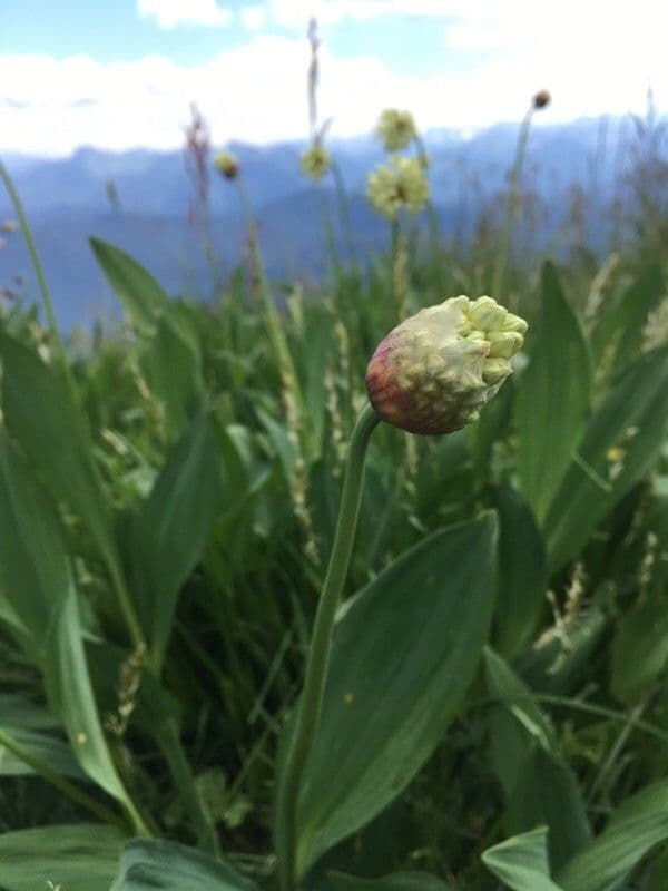 Allium victorialis