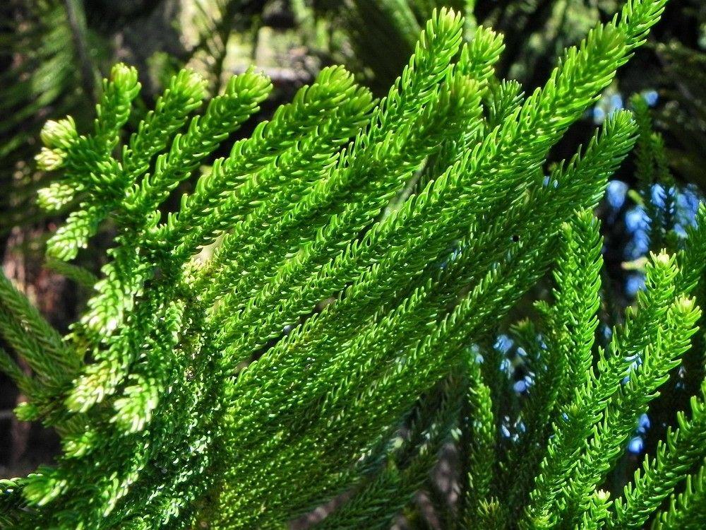 Araucaria bernieri