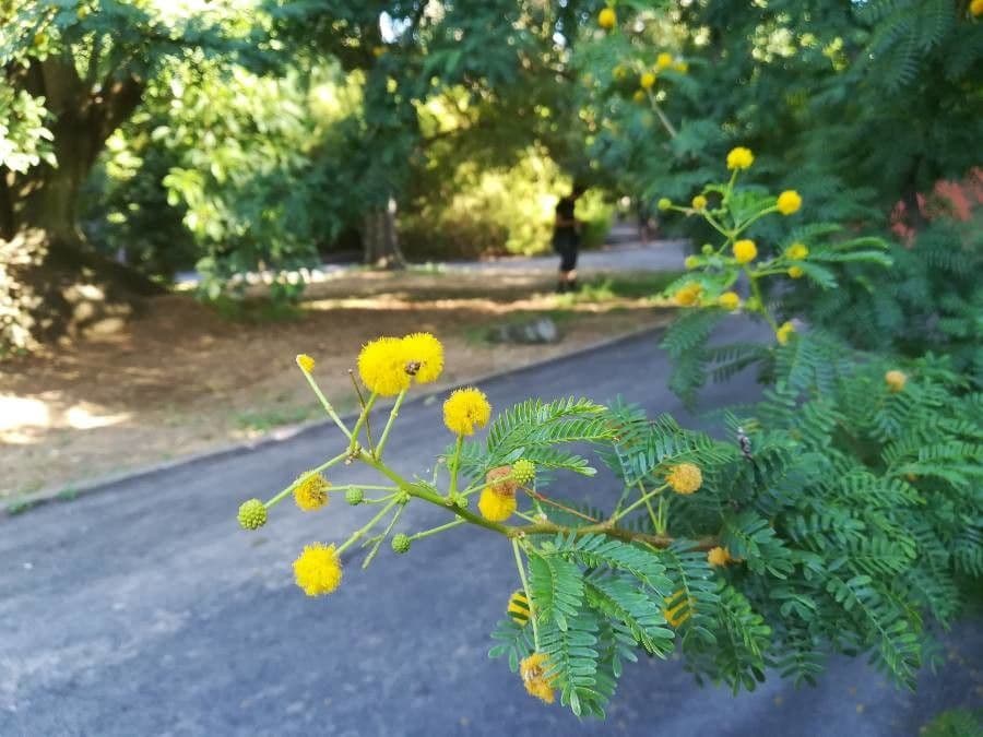 Vachellia farnesiana