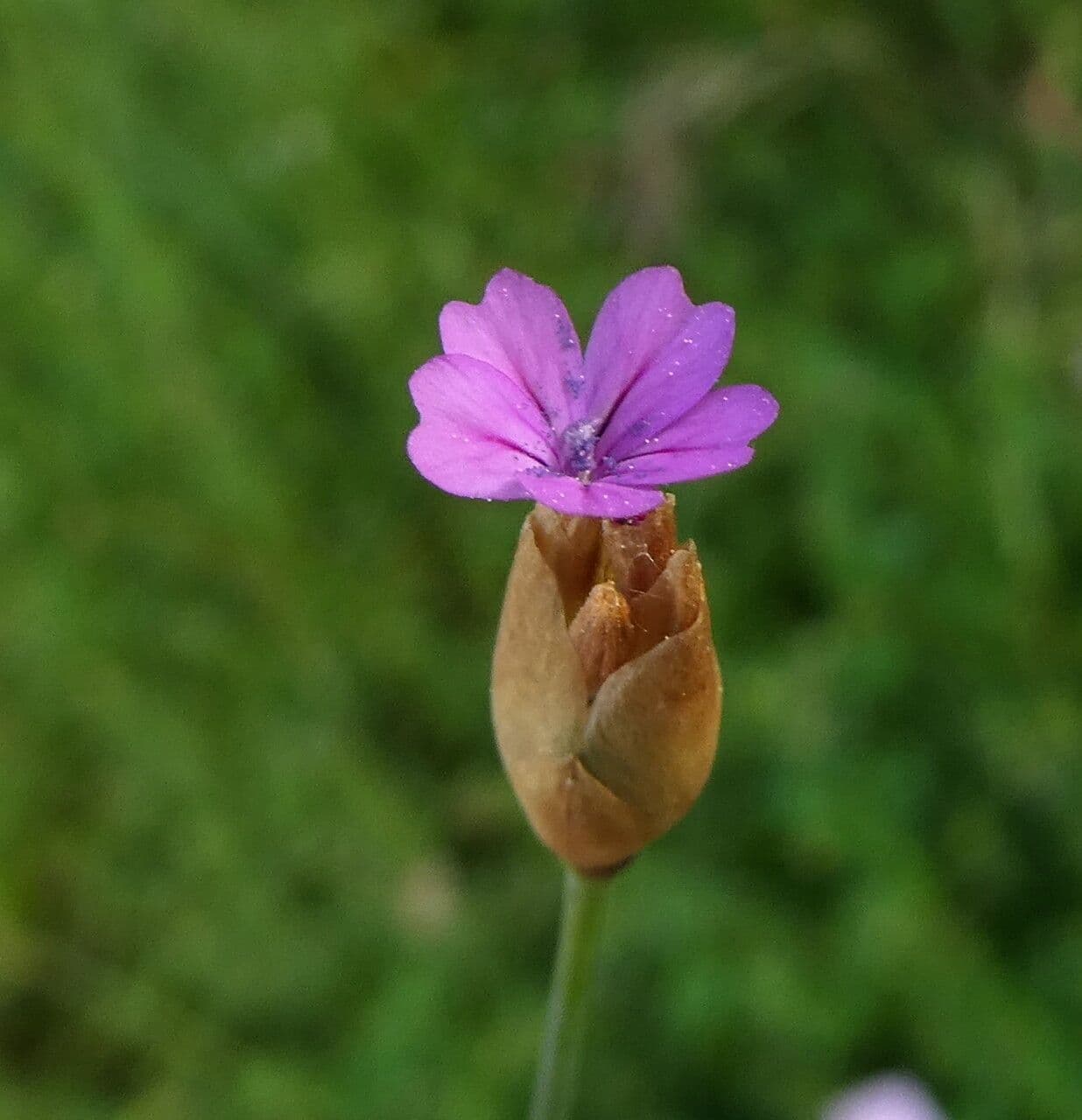 Petrorhagia prolifera