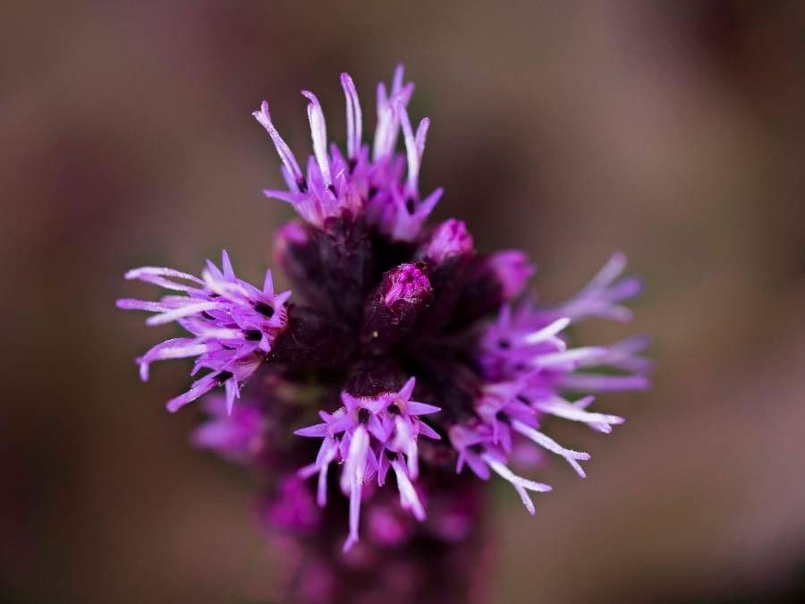 Liatris squarrosa