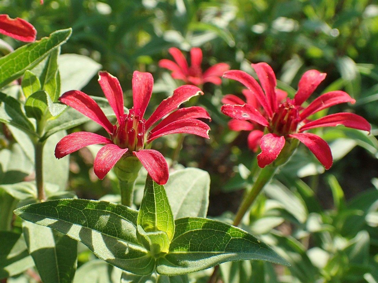 Zinnia peruviana