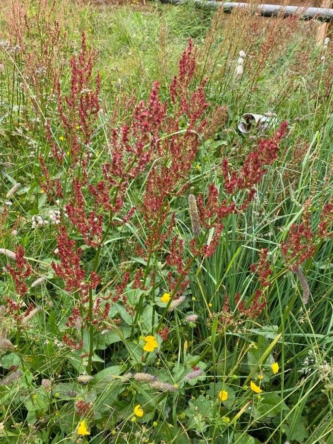 Rumex acetosa