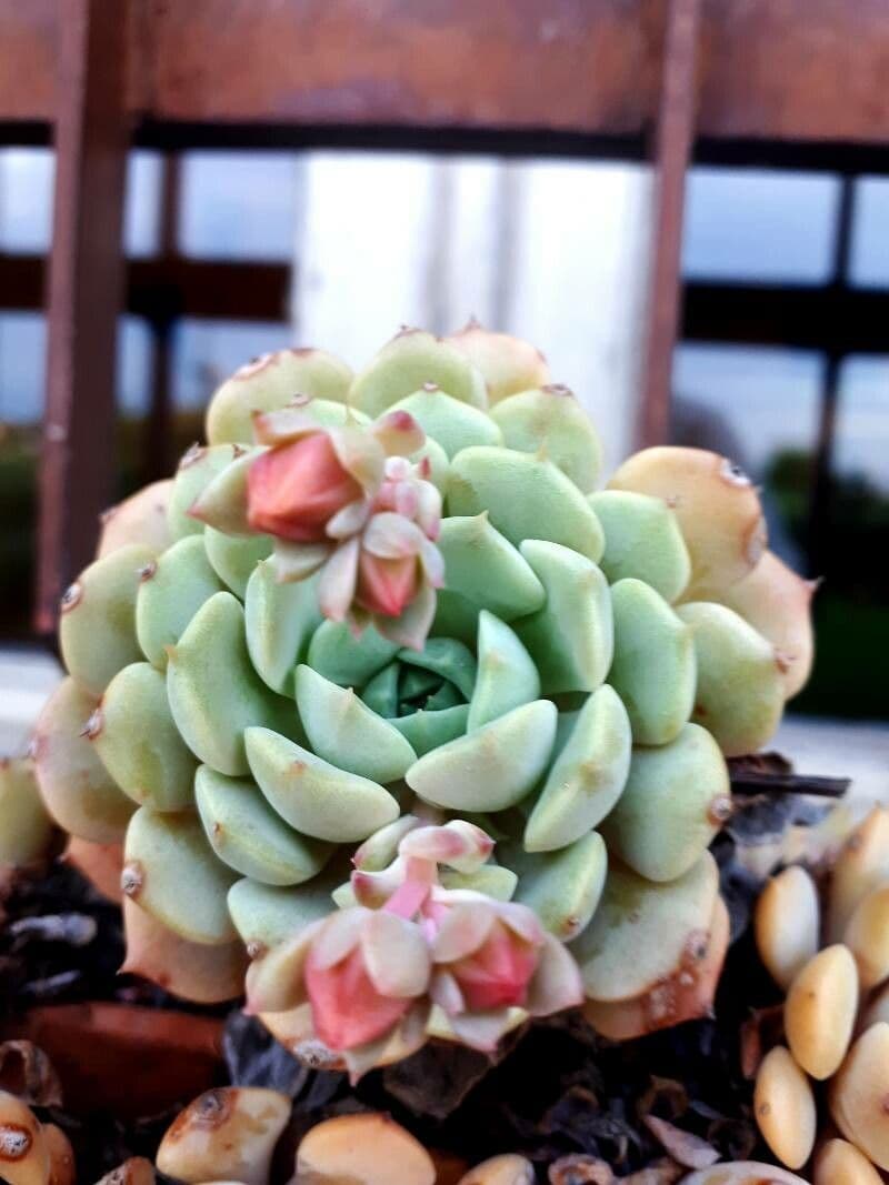 Echeveria runyonii