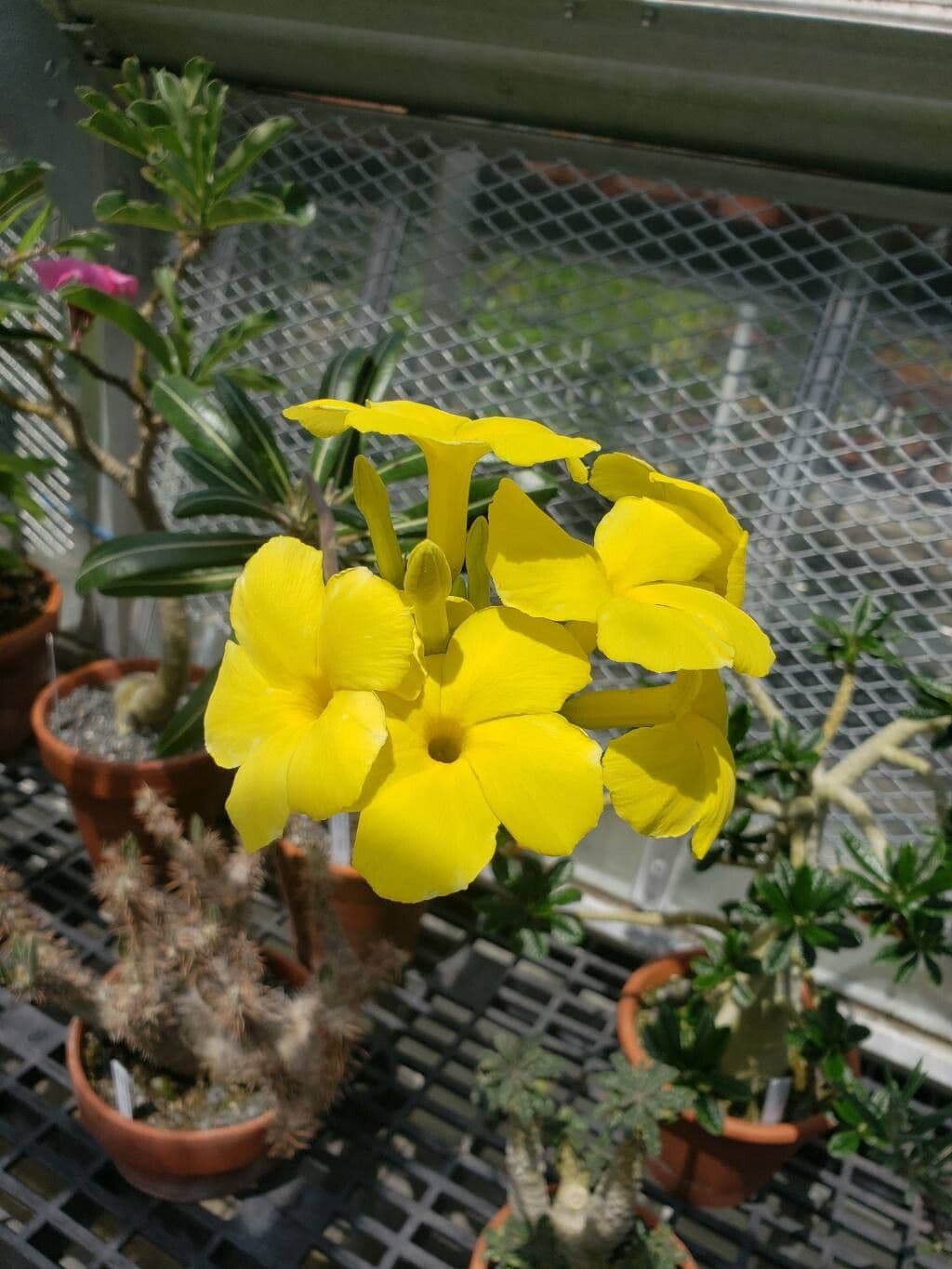 Pachypodium rosulatum