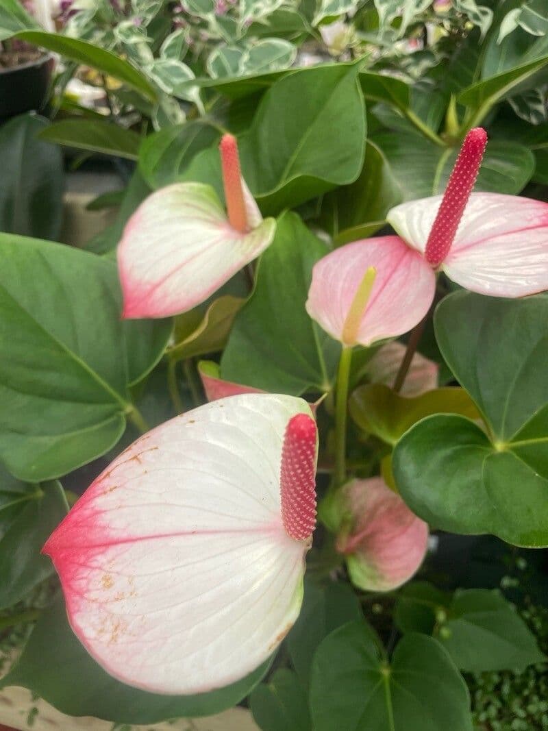 Anthurium scherzerianum