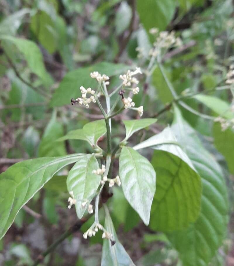 Psychotria nervosa