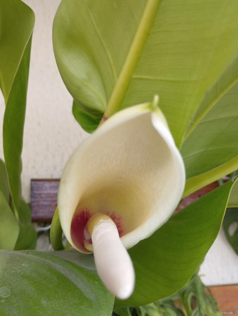 Philodendron martianum