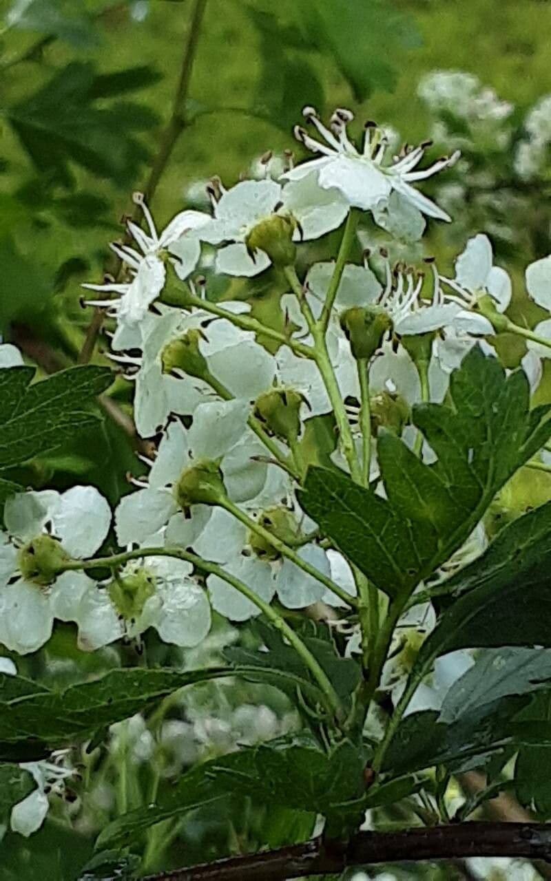 Crataegus azarolus