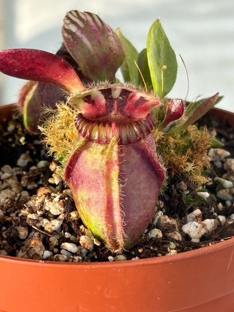 Cephalotus follicularis