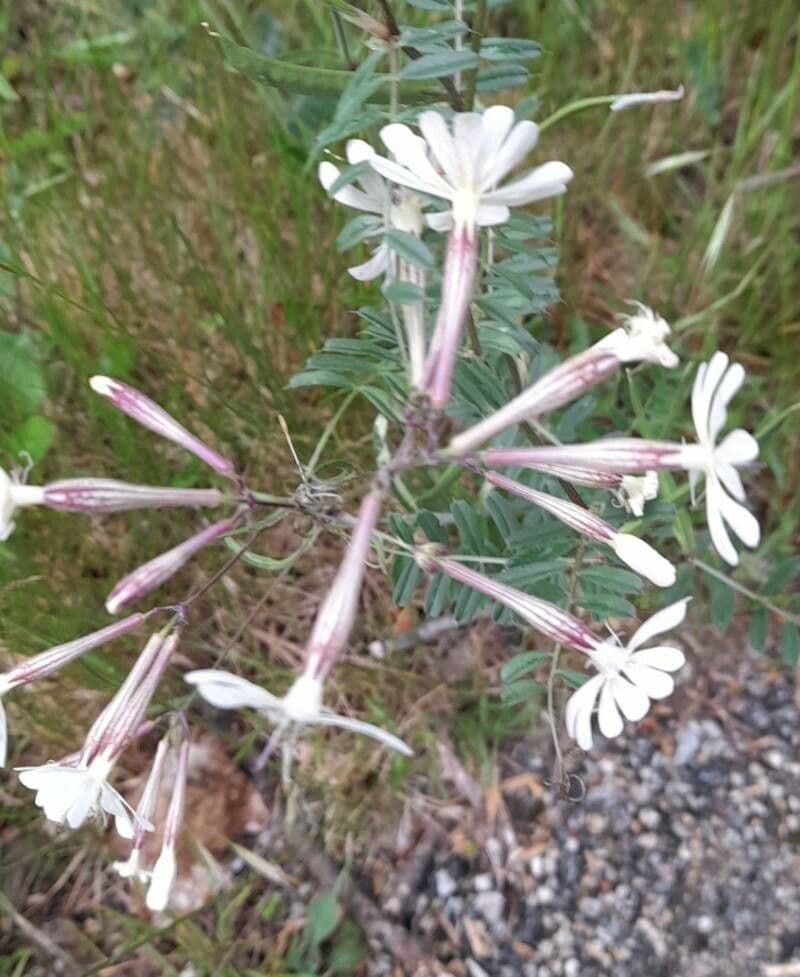 Silene italica