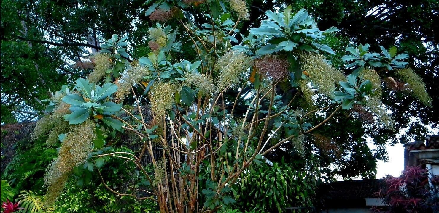 Bocconia frutescens