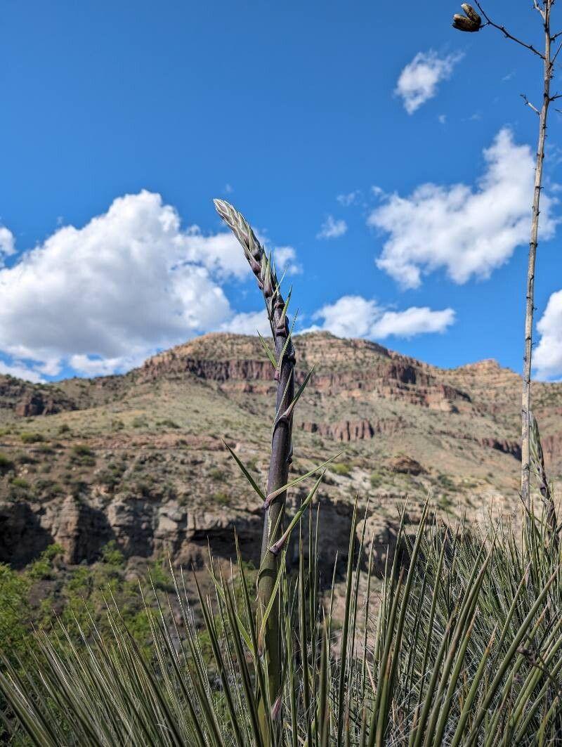 Yucca elata