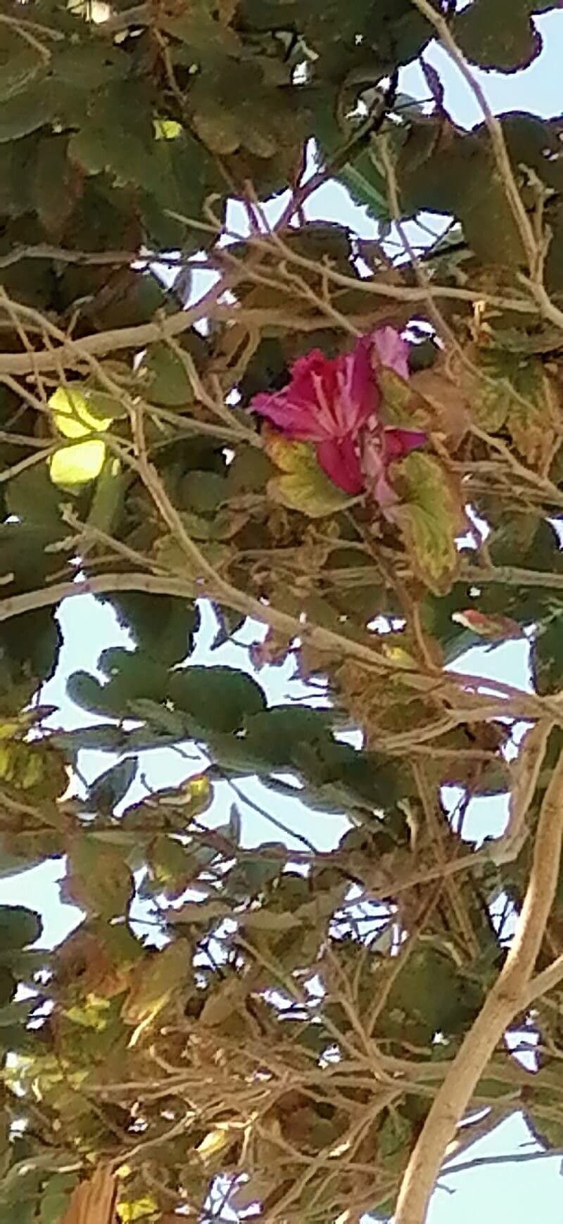 Bauhinia purpurea