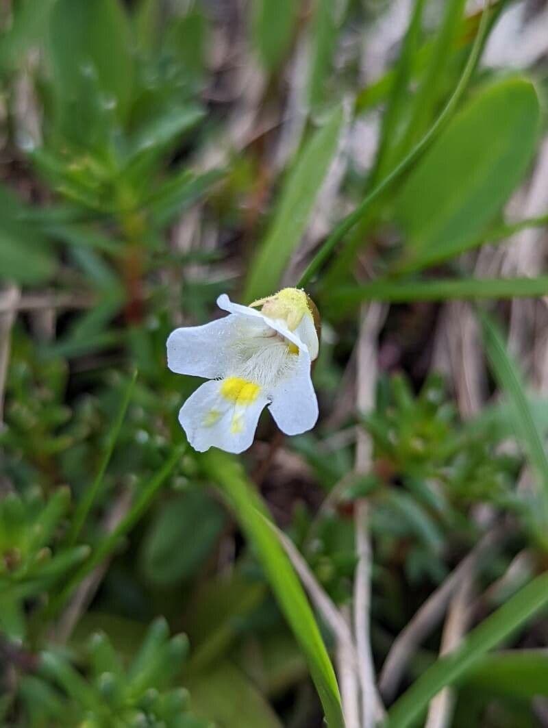 Pinguicula alpina