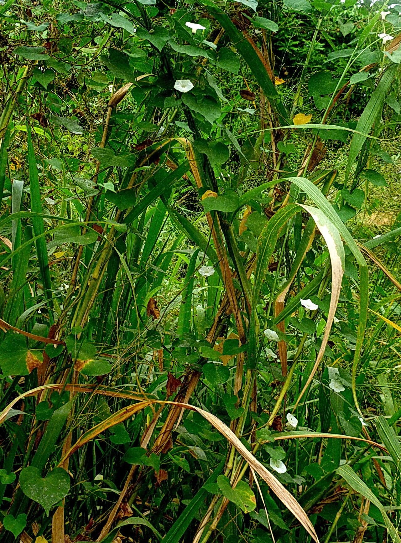 Ipomoea obscura