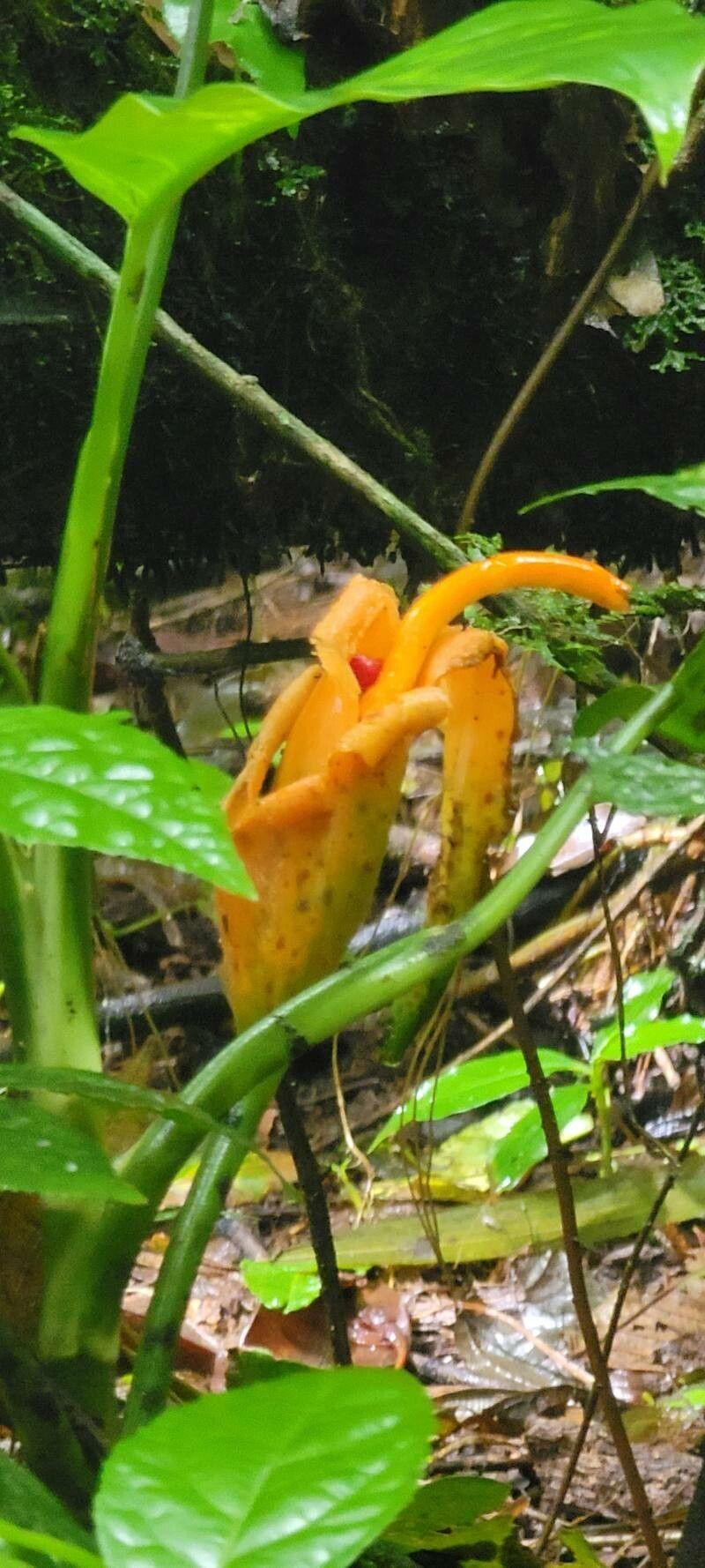 Dieffenbachia oerstedii