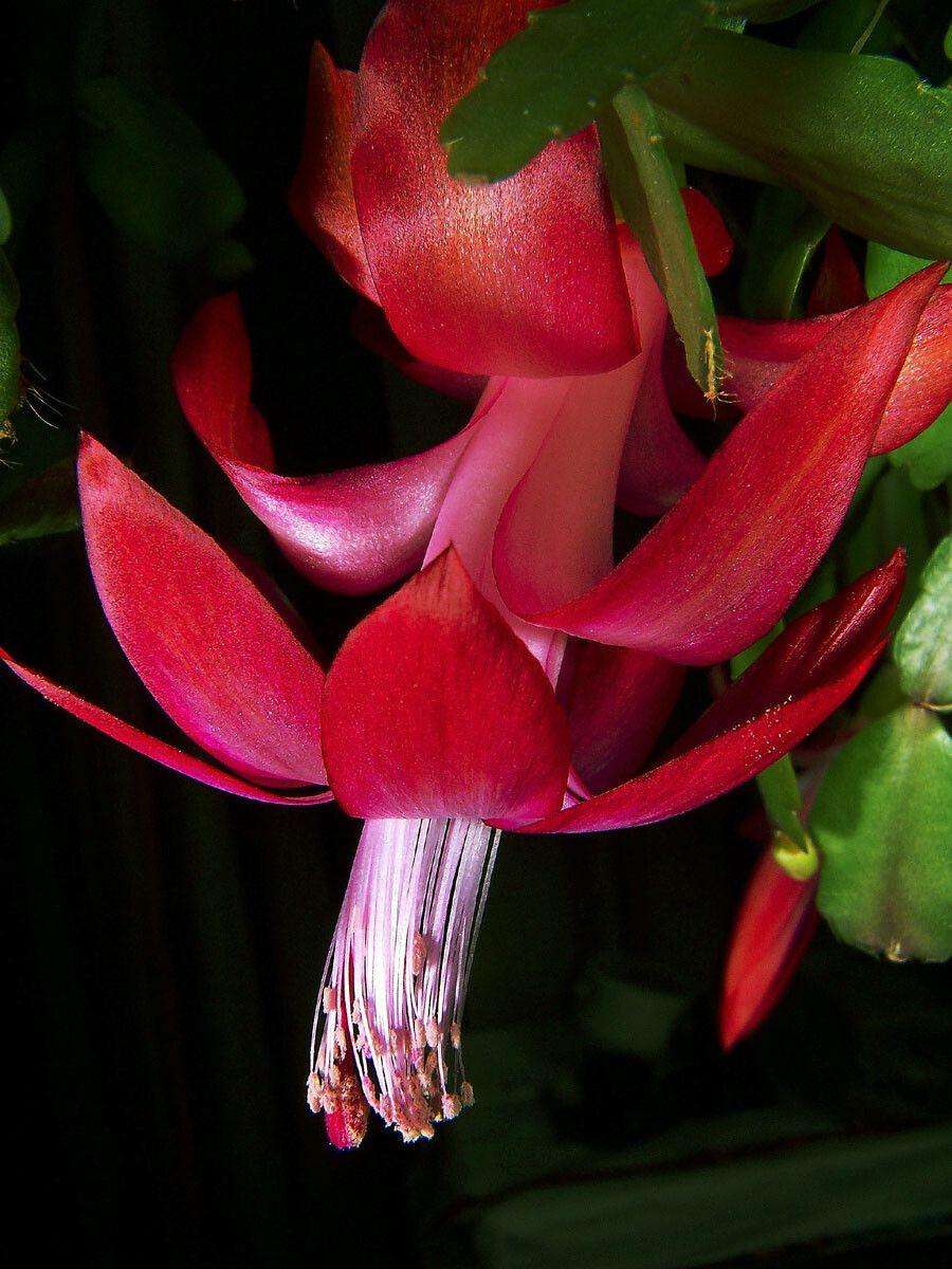 Schlumbergera russelliana