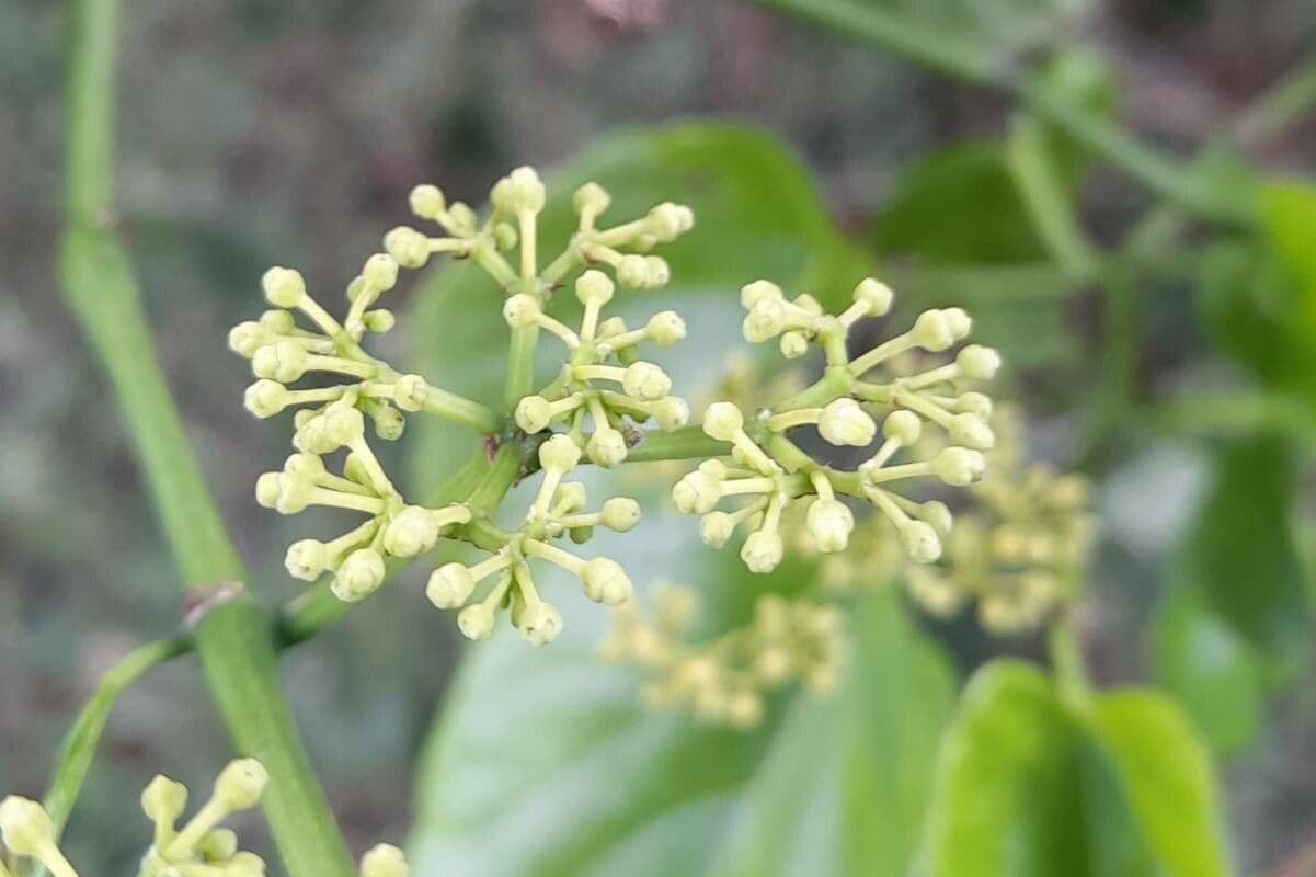 Cissus verticillata