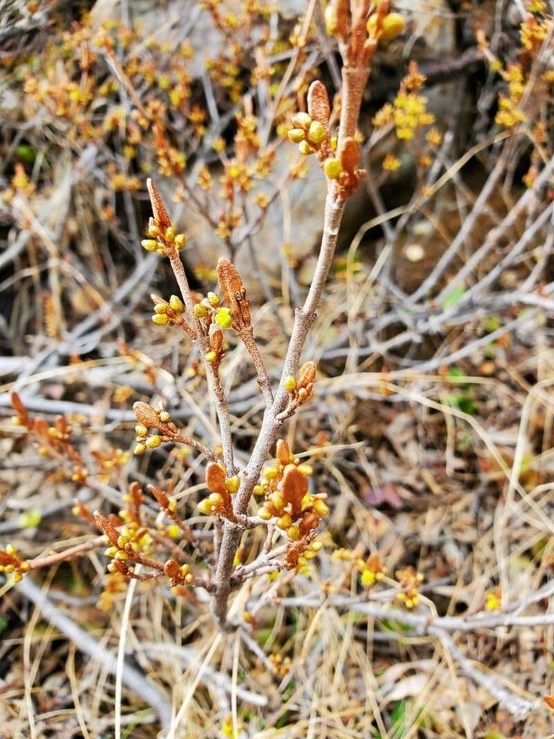 Shepherdia canadensis