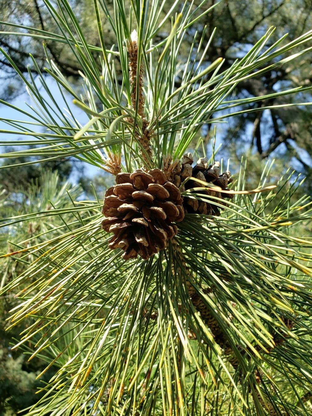 Pinus thunbergii