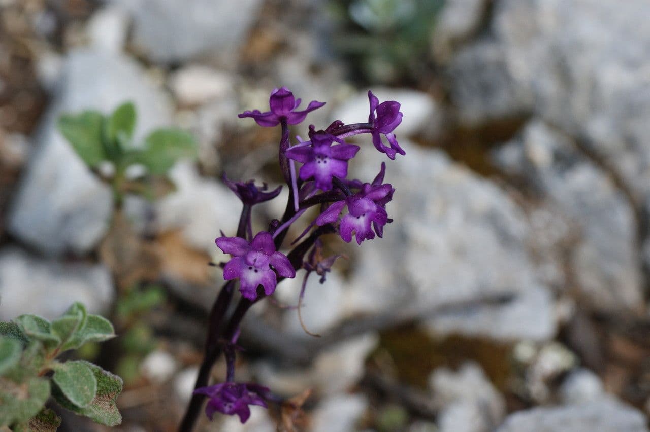 Orchis quadripunctata