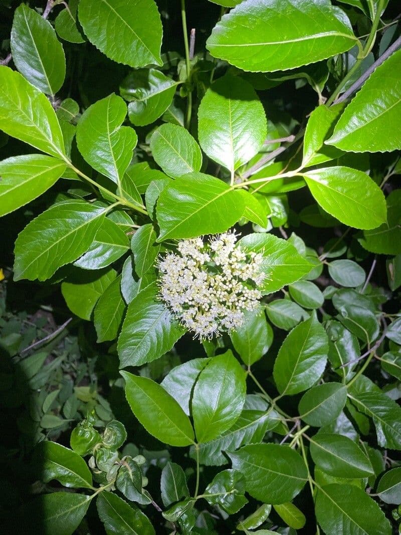 Viburnum nudum