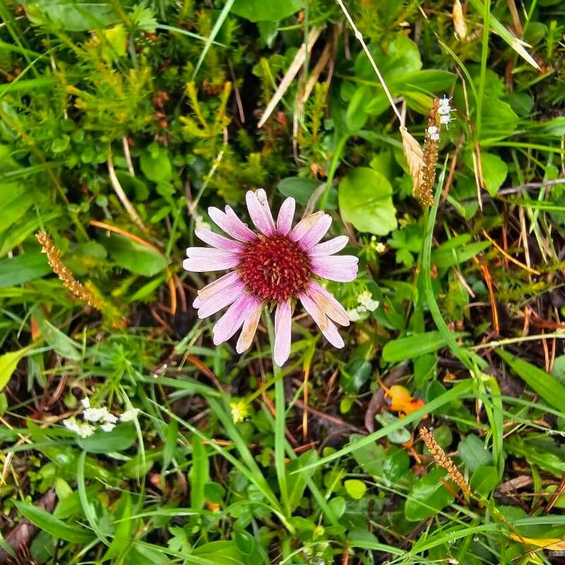 Aster bellidiastrum