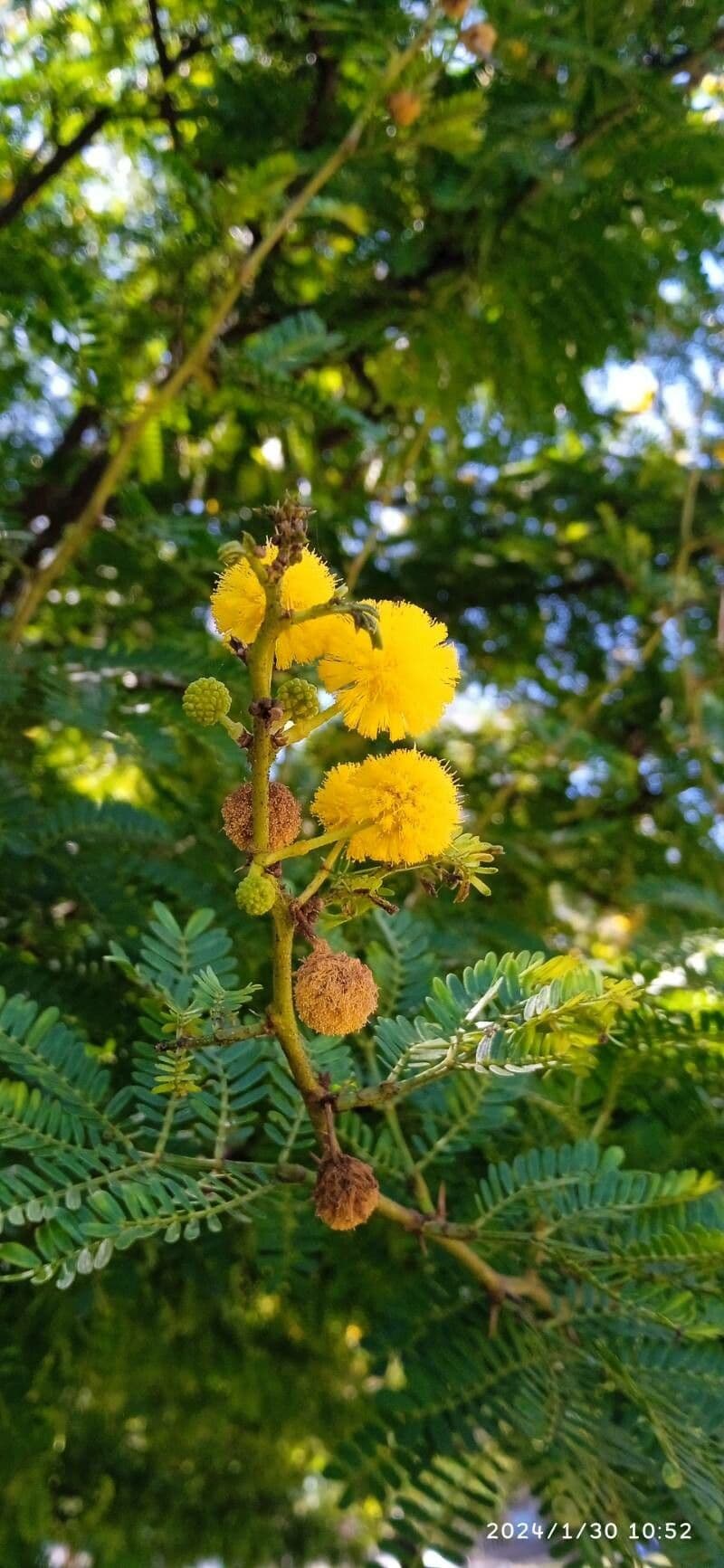 Vachellia karroo