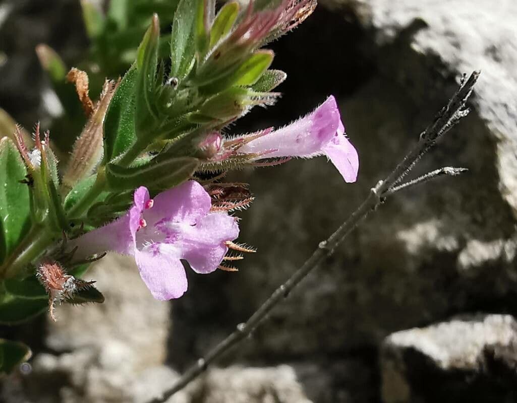 Micromeria graeca