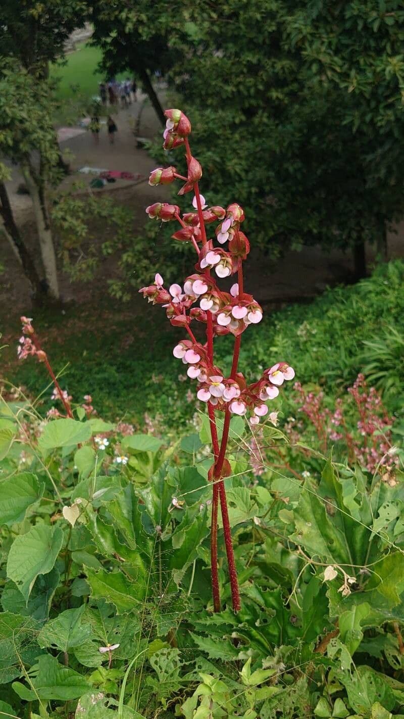 Begonia heracleifolia