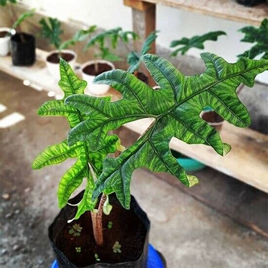 Alocasia tandurusa