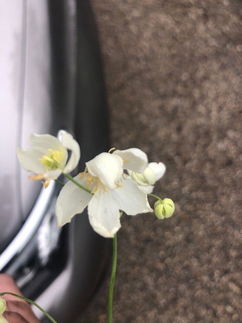 Thalictrum tuberosum