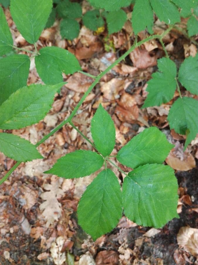 Rubus adscitus