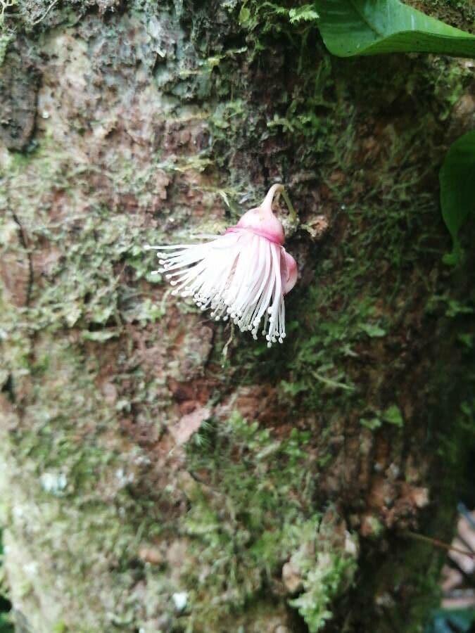 Syzygium cymosum